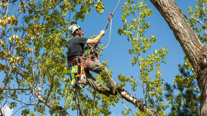 alabama_green_industry_jobs_arborist